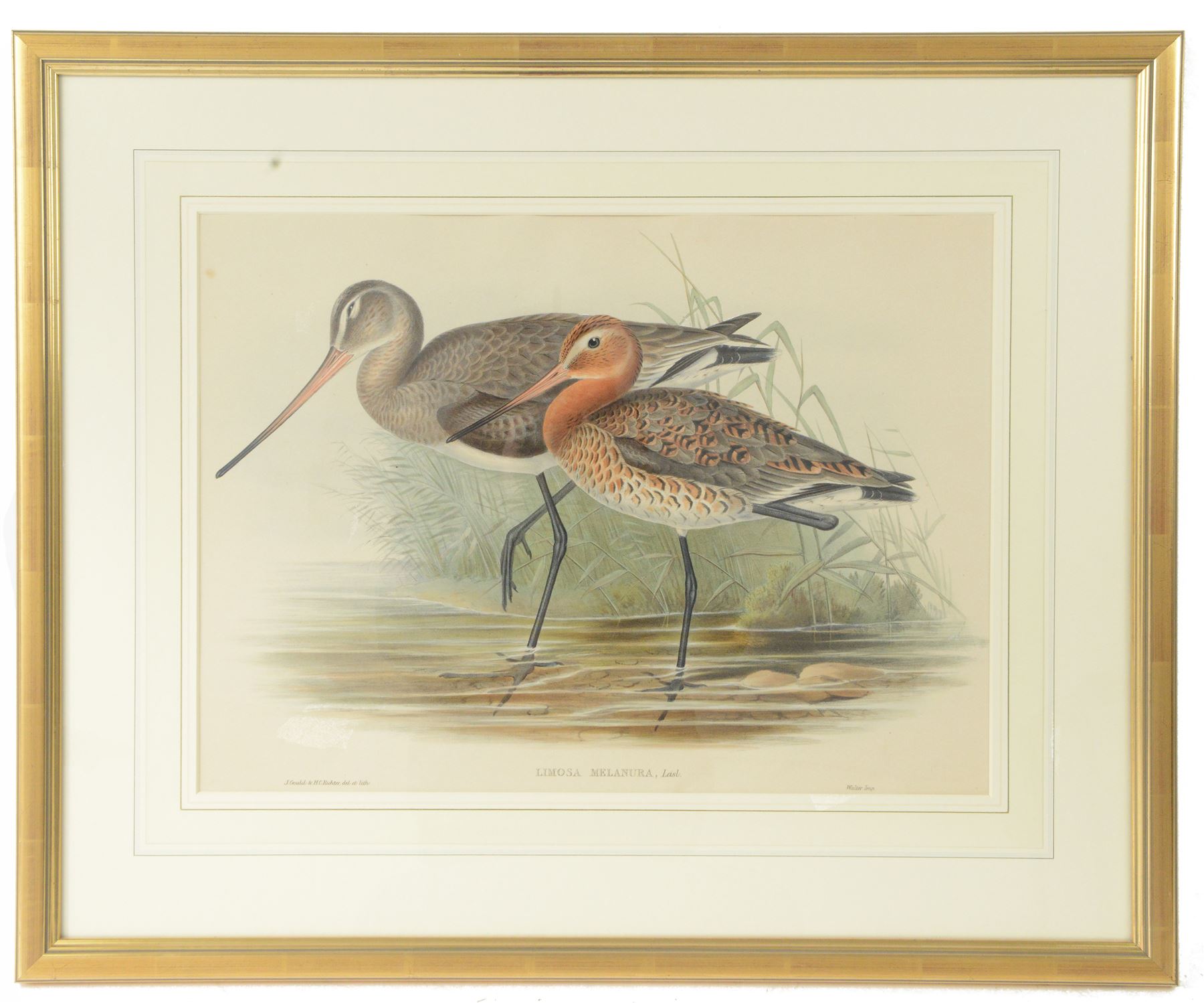 After John Gould (British 1804-1881) and Henry Constantine Richter (British 1821-1902): 'Limosa Melanura' or Black-tailed Godwit, colour lithograph 35cm x 48cm 