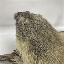 Taxidermy: Alpine Marmot (Marmota marmota), full adult mount stood upon a wooden base, H29cm 