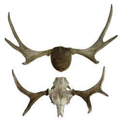 Antlers/horns: European Moose (Alces alc