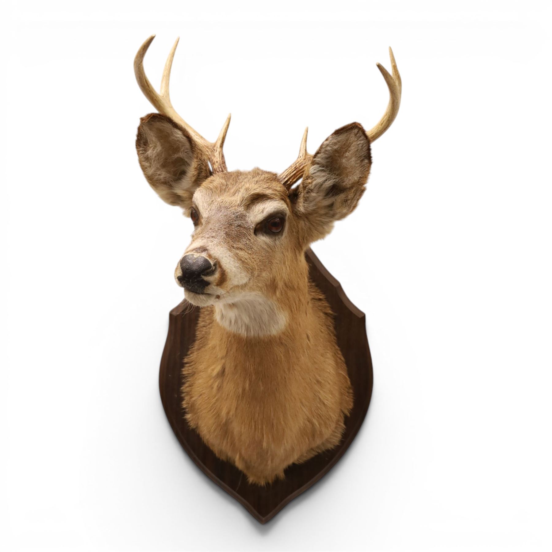 Taxidermy - White-tailed Deer (Odocoileus virginianus), adult male stag shoulder mount looking outward, eight-point antlers mounted on wooden shield, H86cm 