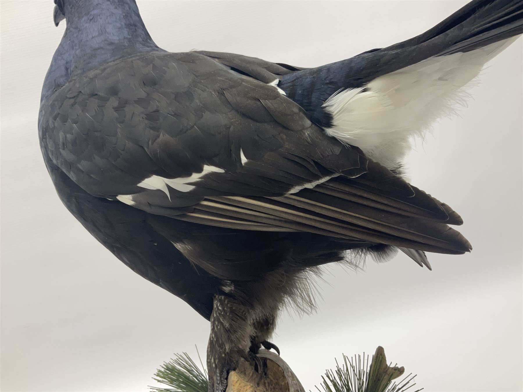 Taxidermy: Black Grouse (Lyrurus tetrix), full mount adult cockbird, open display perched upon a branch, H48cm