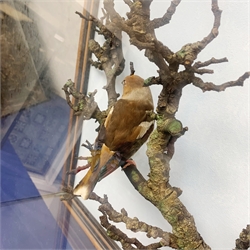 Taxidermy: A 20th century cased Hawfinch (Coccothraustes coccothraustes), full adult male mount perched upon a tree branch, set against a painted sky backdrop, encased within a five pane display case with frame mount, with taxidermist paper label verso detailed David Astley Taxidermist, H63cm L55cm D20.5cm 