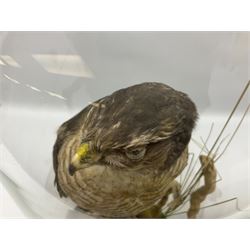 Taxidermy; Victorian European Sparrowhawk (Accipiter nisus), a full mount adult with pray,  perched upon a tree stump amidst a naturalistic setting, encased within a glass dome with an ebonised base, H55cm