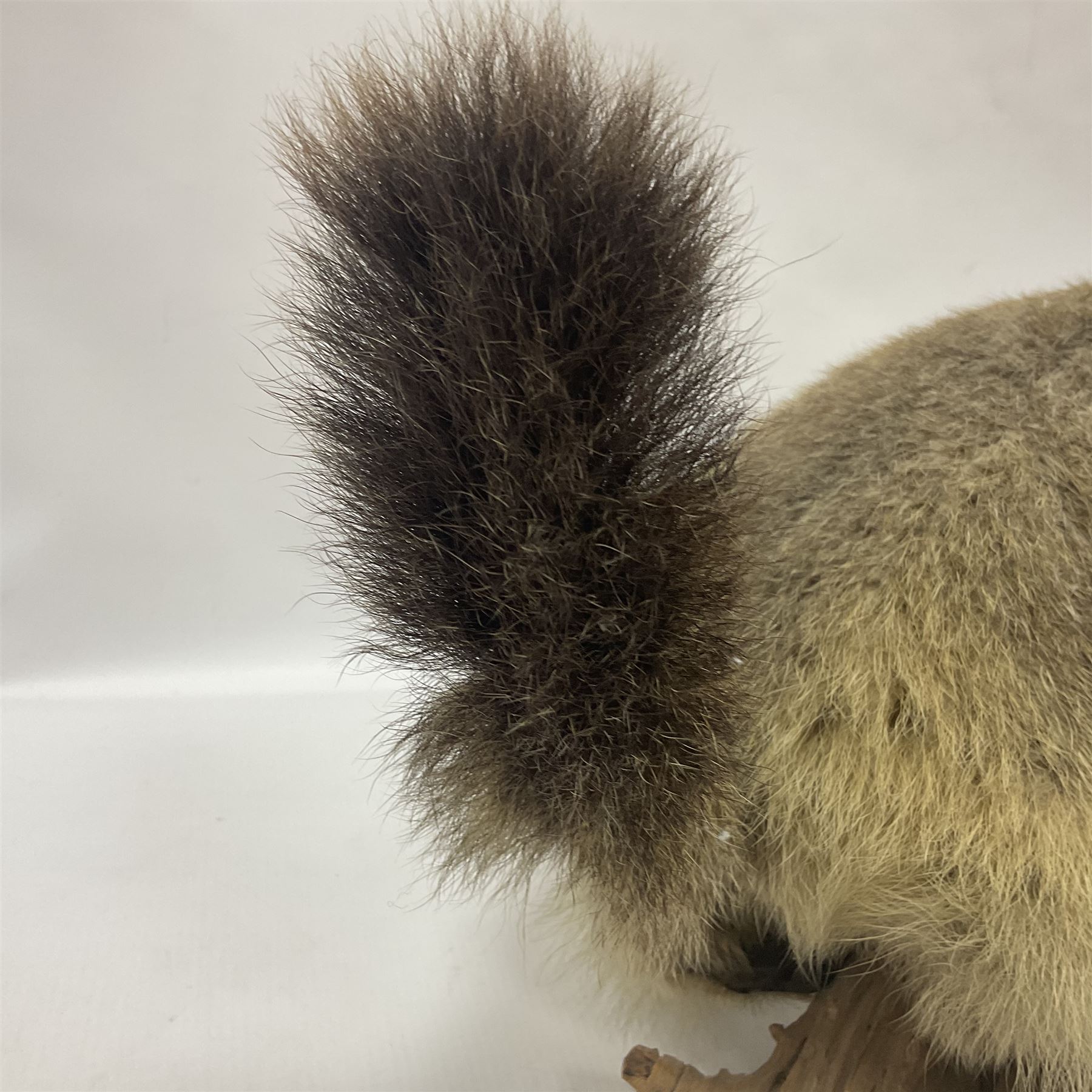 Taxidermy: Alpine Marmot (Marmota marmota), full adult mount stood upon a wooden base, H29cm 