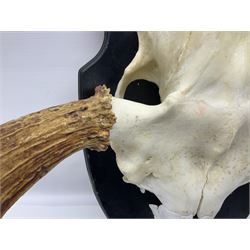 Antlers/Horns: Pair of European Moose (Alces alces) horns with upper skull, mounter upon a wooden shield, H45cm