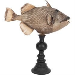 Taxidermy; Preserved Triggerfish (Balistidae), full adult mount, mounted upon an ebonised pedestal, fish L48cm, overall H50cm