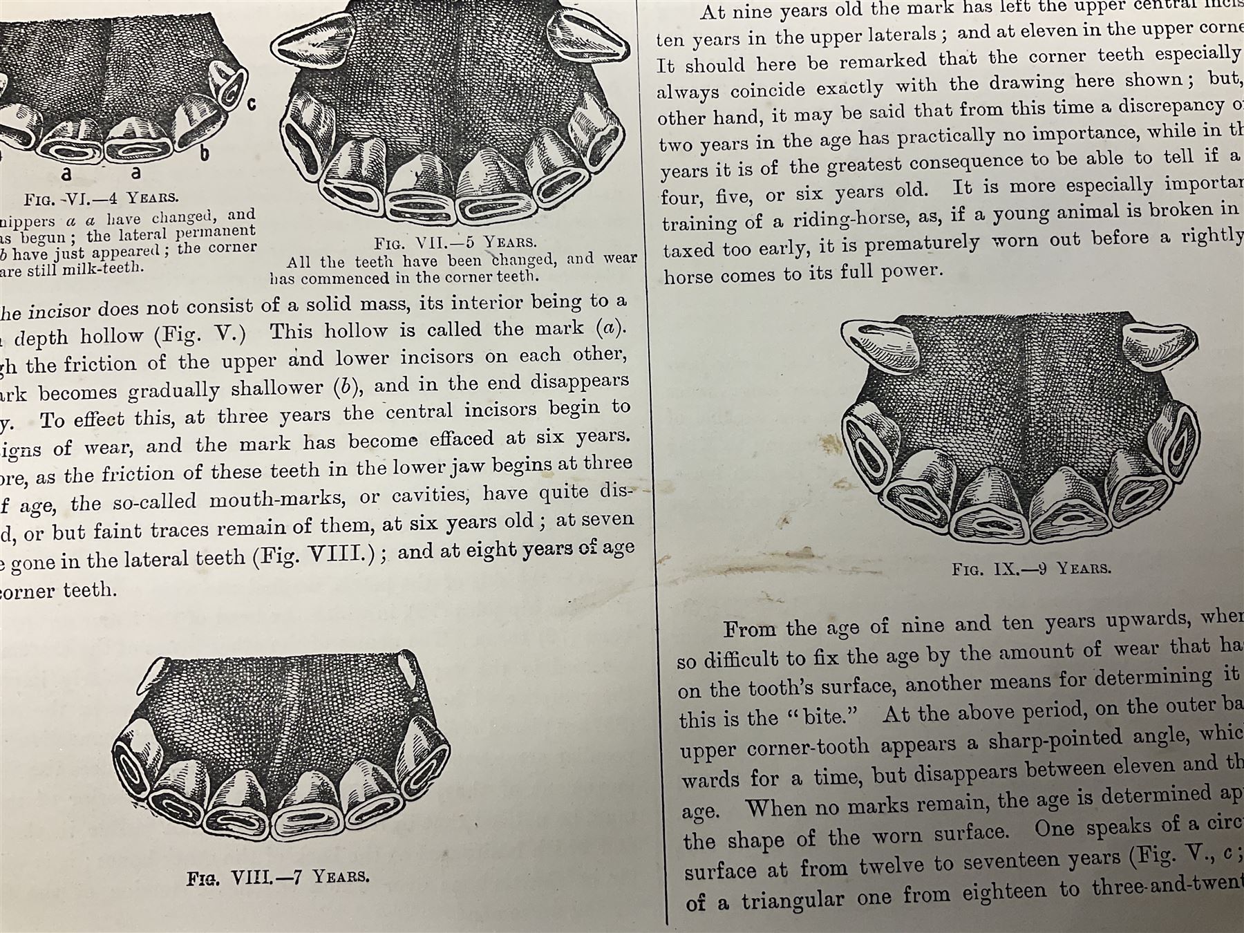 A. Schwarz, The Horse; Its External and Internal Organisation, An Illustrated Representation and Brief Description, Revised and Edited by George Fleming, London, George Philip & Son, with fold out anatomical plates