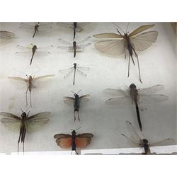 Entomology: Glazed entomology collector's drawer display of various Australian and African Locusts and Dragonflies, twenty-eight assorted specimens, collected from various regions of Australia and Africa, each with attached data labels, H42cm, L51cm