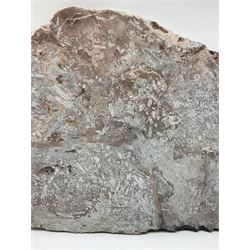 Crinoid sea bed plaque, with two crinoid specimens, probably Scyphocrinites elegans from the Silurian period, H39cm, L61cm