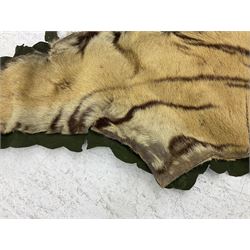 Skins/Hides: Victorian Tiger skin rug (tigris tigris), with green backing with scalloped edges,  L188cm  