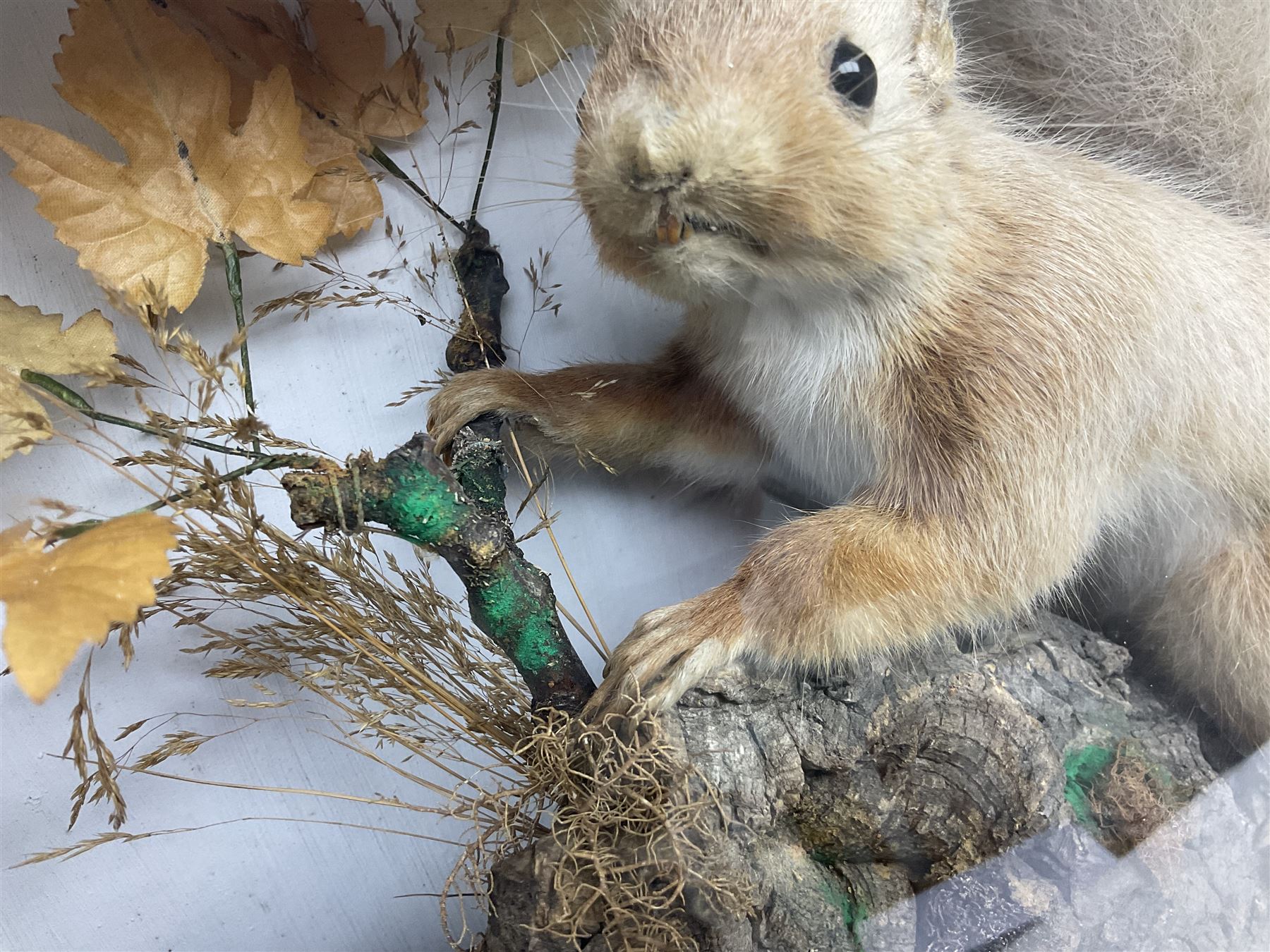 Taxidermy: Red Squirrels (Sciurus vulgaris), full adult mount, climbing a small cut tree stump, in a naturalistic setting, encased within a single pane display case, together with cased Ermine ((Mustela erminea), full adult mount, in a ebonised single pane display case, squirrel case, H35cm, L38cm