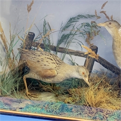 Taxidermy: Victorian cased pair of Corncrakes (Crex crex), in naturalistic setting with moss, and long and short grasses, set against a painted backdrop of gate and conforming fauna and light blue sky, encased within an ebonised trapezium shaped single pane display case, H33cm L56.5cm D17cm