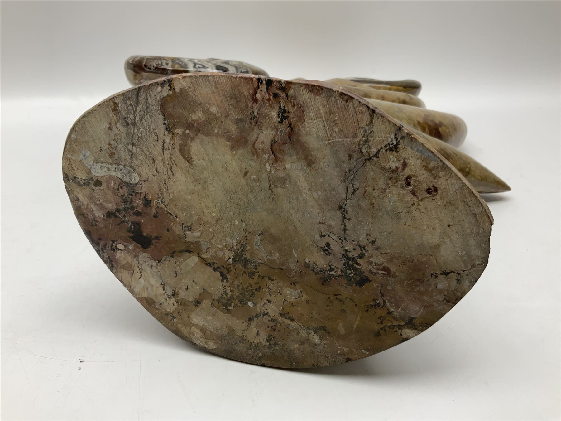 Goniatite sculpture, displaying two Goniatites within a polished and shaped matrix, age; Devonian period, H56cm