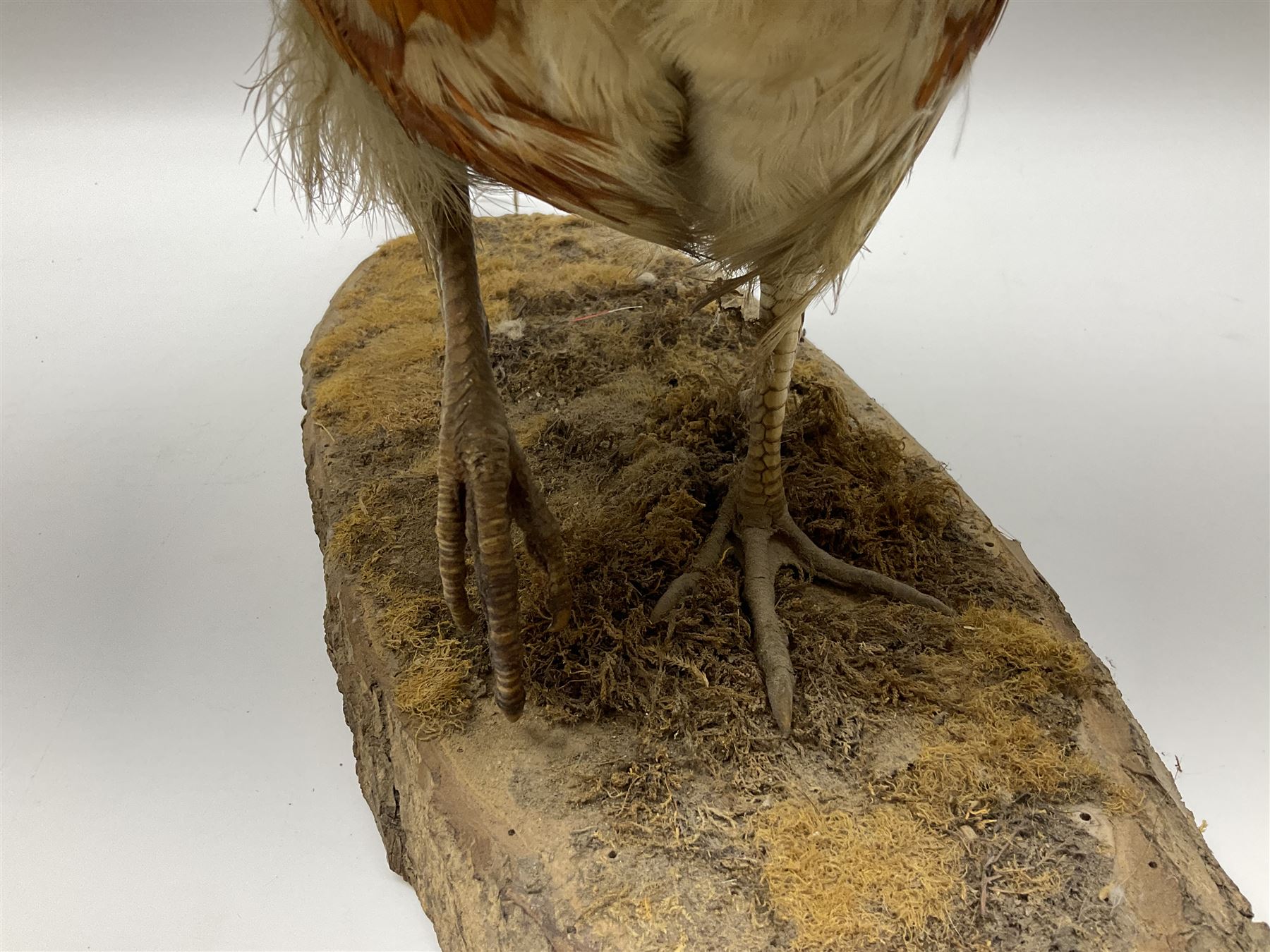 Taxidermy; Ring-necked Pheasant (Phasianus colchicus), adult female mount on open display, together with Pair of Hartebeest (Alcelaphus buselaphus) horns with upper skull, mounter upon a wooden shield, pheasant H40cm 