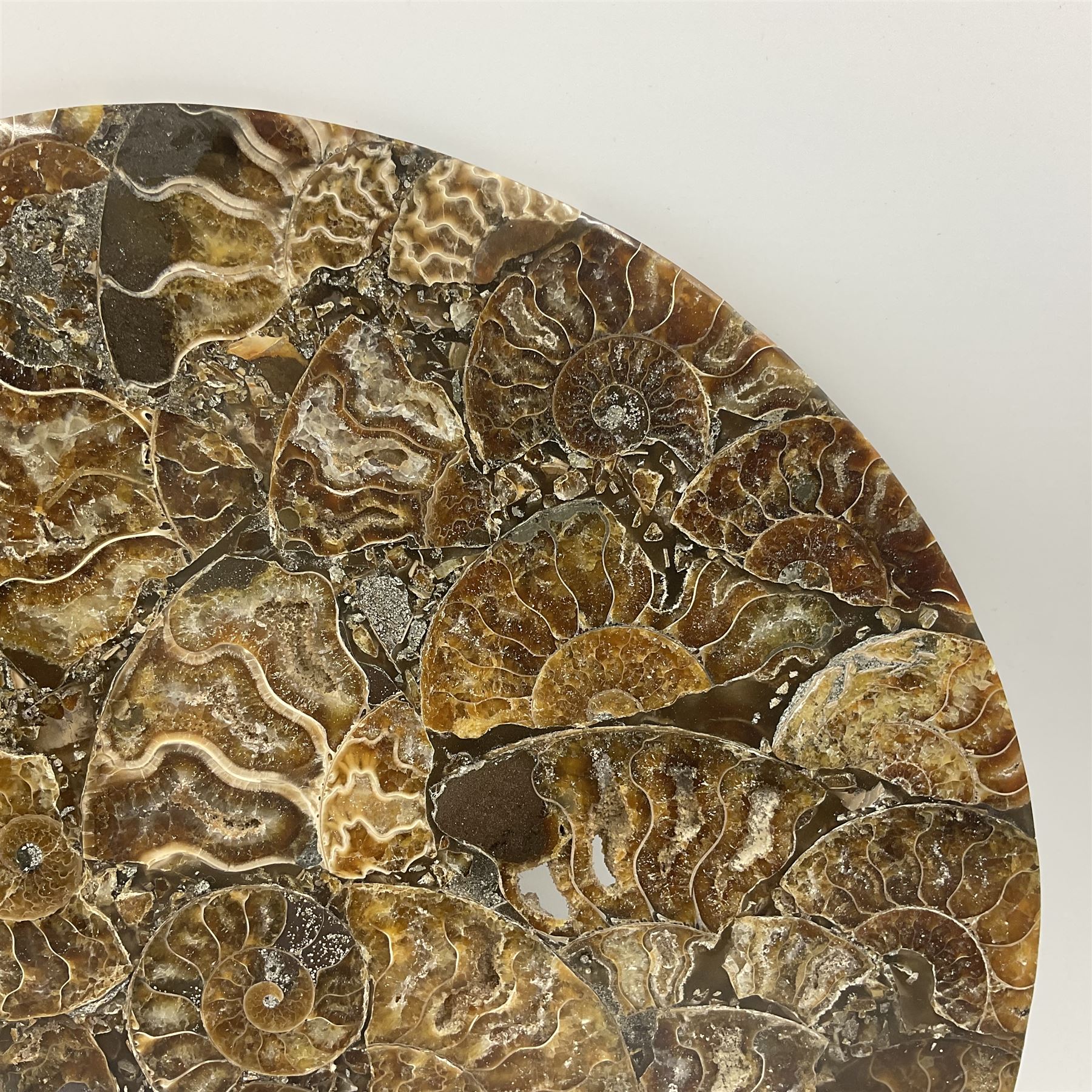 Polished ammonite plate, formed of individual ammonites, age: Jurassic period, D28cm