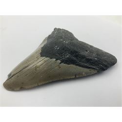 Megalodon (Otodus Megalodon) tooth fossil, age; Miocene period, H11cm, W9cm