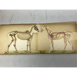 A. Schwarz, The Horse; Its External and Internal Organisation, An Illustrated Representation and Brief Description, Revised and Edited by George Fleming, London, George Philip & Son, with fold out anatomical plates