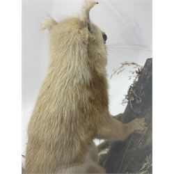 Taxidermy: Victorian cased Red Squirrel (Sciurus vulgaris), full mount adult, upon a tree branch with a naturalistic ground, enclosed beneath a period oval glass dome with ebonised base, raised upon four bun feet, H36cm 