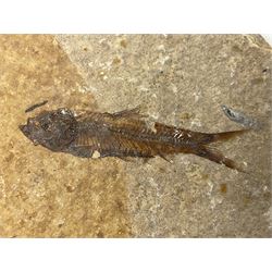 Three fossilised fish (Knightia alta) each in an individual matrix, age; Eocene period, location; Green River Formation, Wyoming, USA, largest matrix H10cm, L13cm
