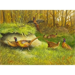  Pheasants in a Woodland, 20th century gouache unsigned 28cm x 39cm   