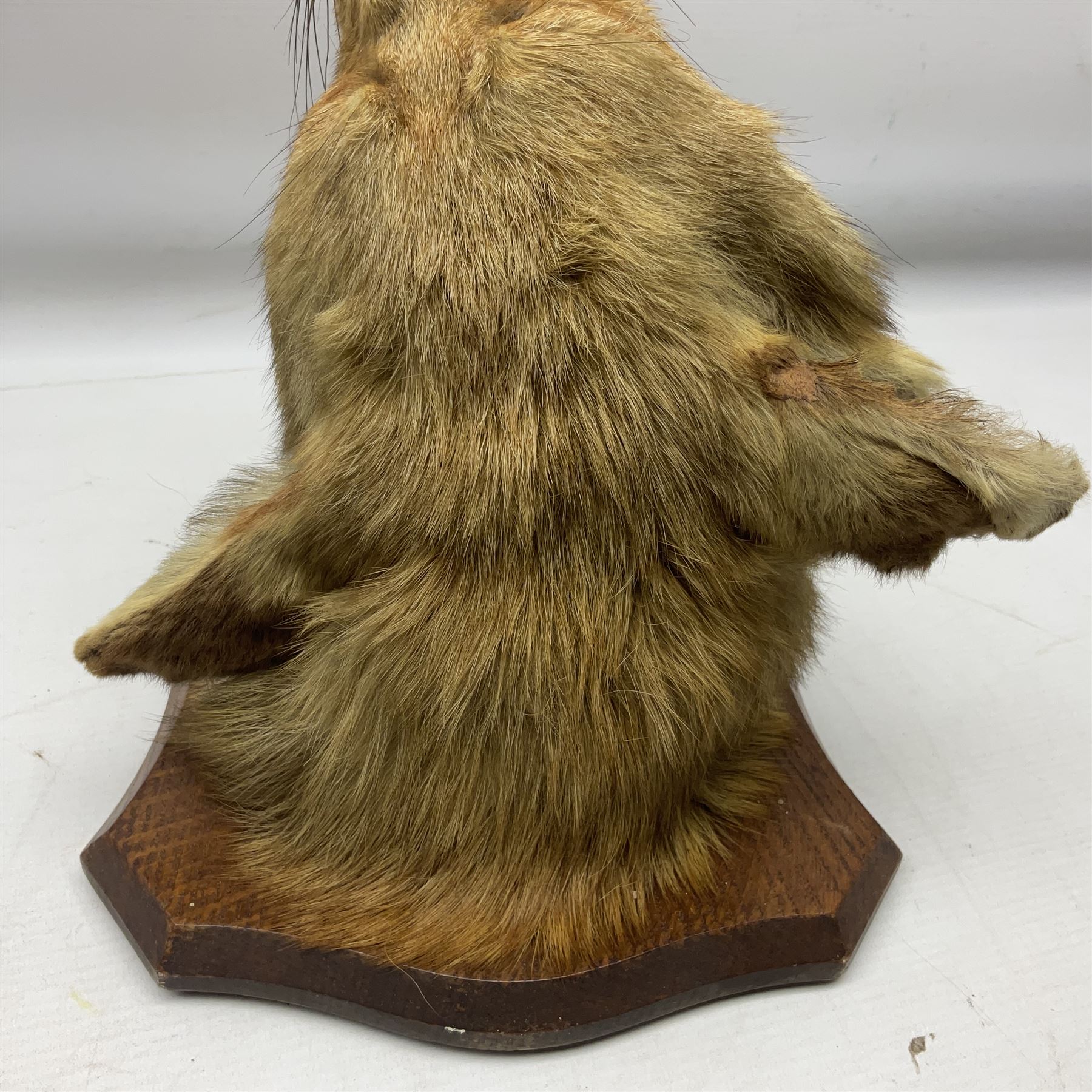 Taxidermy; Red Fox Mask (Vulpes vulpes) by Peter Spicer & Sons, Leamington, head turned to the left in snarling pose on oak shield with plaque 'Old Pumping Station Goathland March 31st 1933'