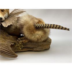 Taxidermy: Red Fox (Vulpes vulpes) with cock pheasant (Phasianus colchicus), open display upon tree mount detailed with moss, mount L64cm  