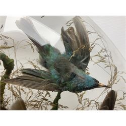 Taxidermy; large Victorian domed taxidermy diorama study of birds, with seventeen specimens including Ring Necked Parakeet, Blue Winged Warbler and Blackbird, the glass dome upon an ebonised wooden base, H77cm, W44cm