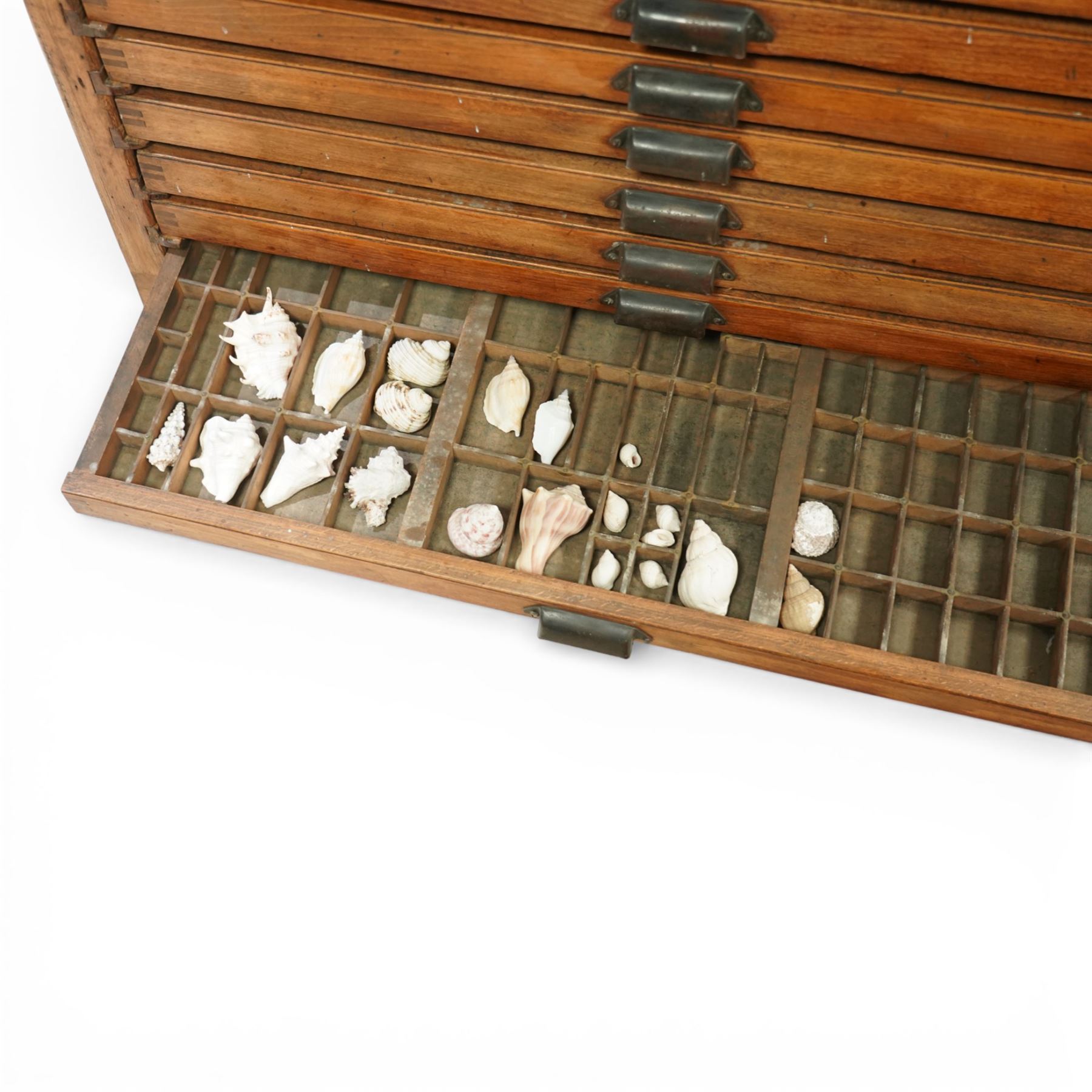 20th century oak printers cabinet, the rectangular top over a bank of twelve shallow drawers each fitted with a metal label handle, the drawers internally compartmentalised and containing an assortment of shells, raised on a shaped plinth base