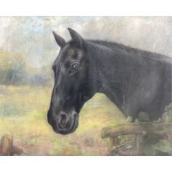 Maud D Heaps (British 1877-1964): Portrait of a Horse, pastel signed 47cm x 57cm 