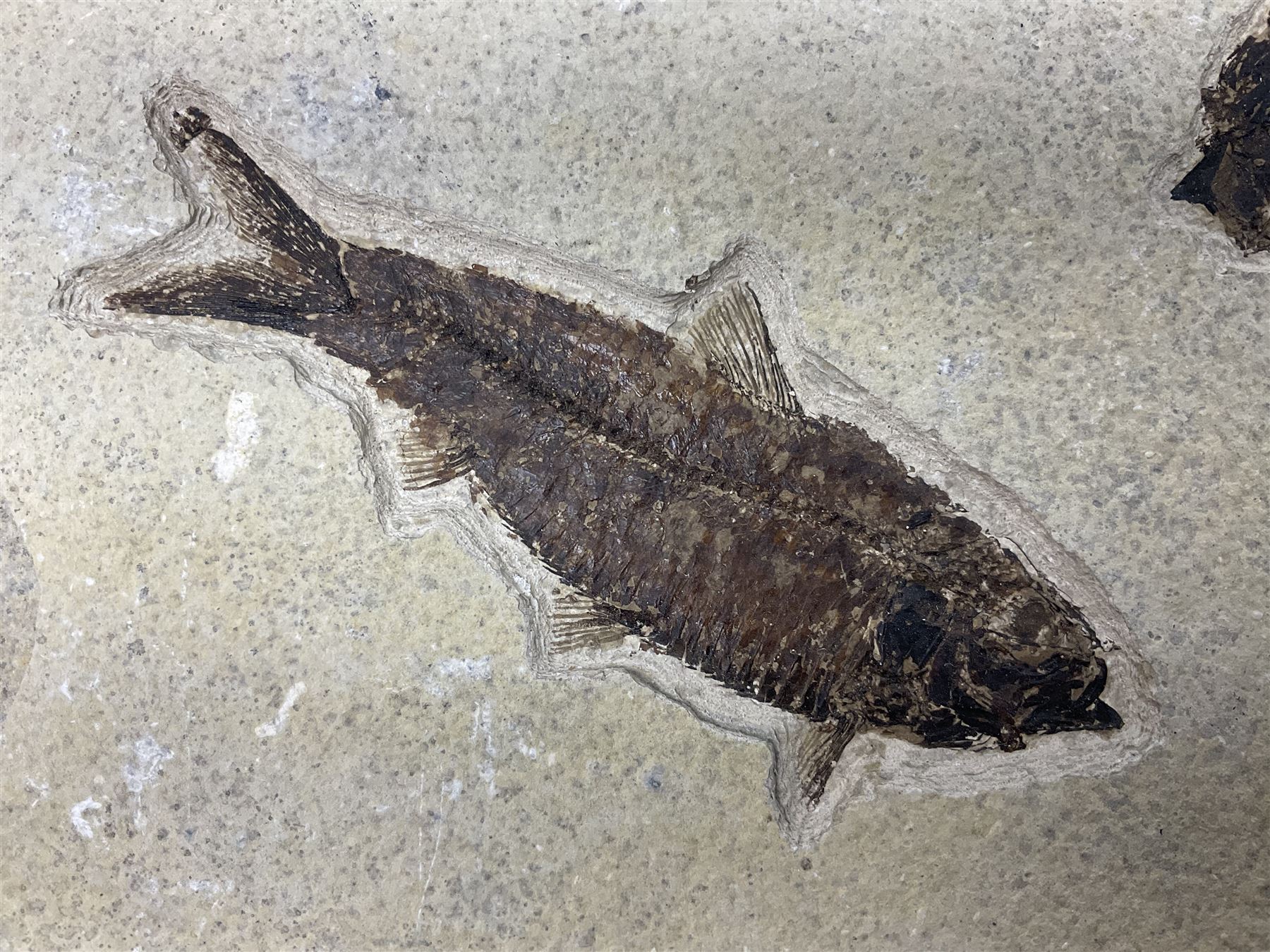 Two fossilised fish (Knightia alta) in a single matrix, age; Eocene period, location; Green River Formation, Wyoming, USA, matrix H25cm, L31cm
