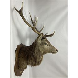 Taxidermy: Red Deer (Cervus elaphus), adult male imperial stag shoulder mount looking straight ahead, eleven point antlers, mounted upon a shaped wooden shield, D65cm