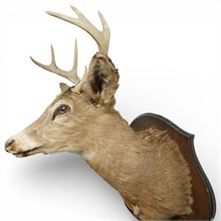 Taxidermy - Red Deer (Cervus elaphus), an adult stag shoulder mount with head turning to the right, mounted upon a wooden shield, W37cm H89cm extension 48cm 