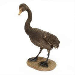 Taxidermy: Black Swan (Cygnus atratus), full mount adult looking straight ahead, stood upon an oval pebble covered base, H68cm
