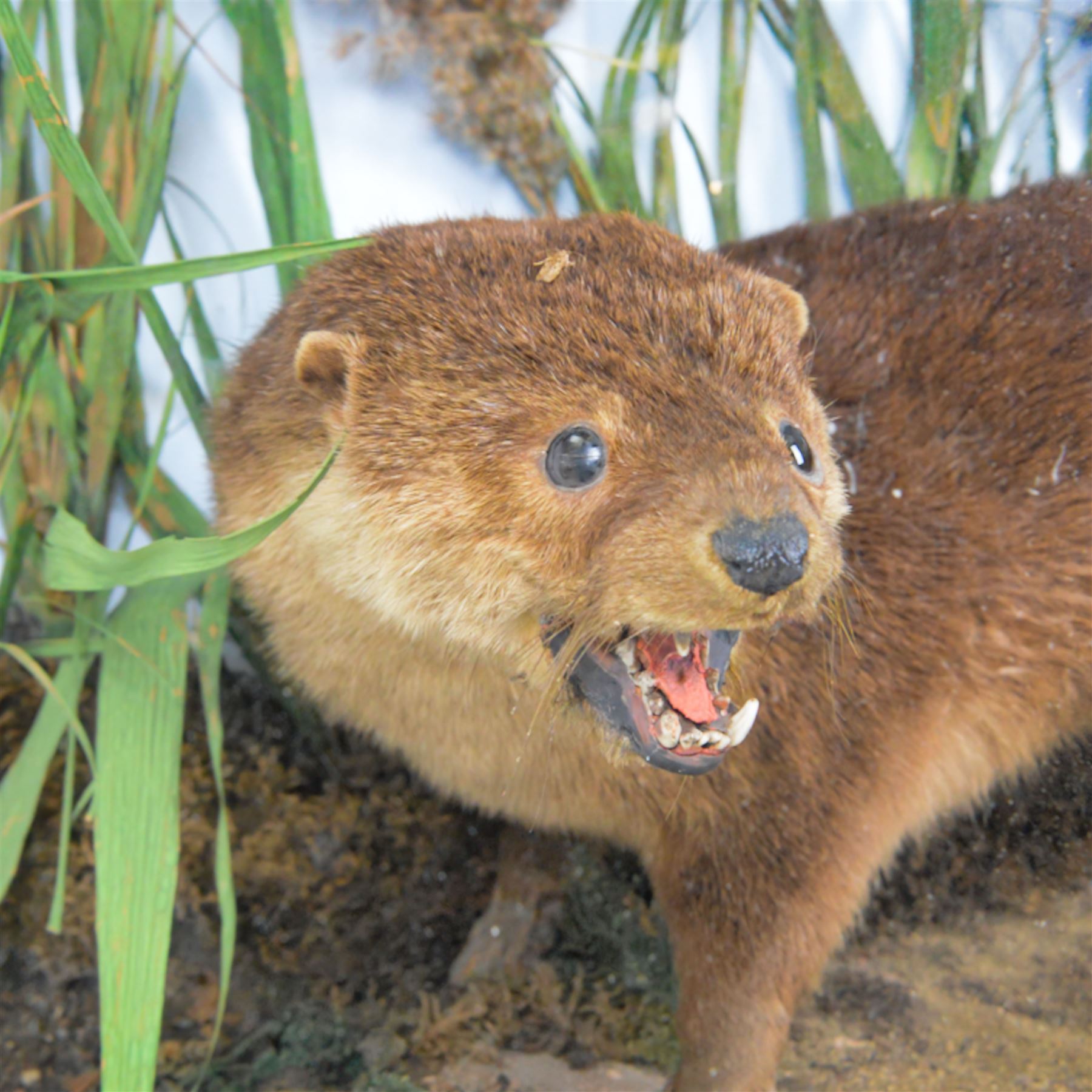 Taxidermy: late Victorian cased European Otter (Lutra lutra), full adult amount with head turning to the front with mouth open faux rock, upon soil covered groundwork, set against a pale blue painted back drop, enclosed within an ebonised three pane glass case, 