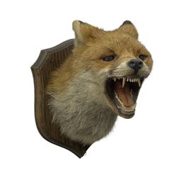 Taxidermy; Red fox mask (Vulpes vulpes), an adult head mount turning to the right with mouth agape bearing teeth, in defensive pose, with ears laid back, mounted upon a oak shield, H24cm 