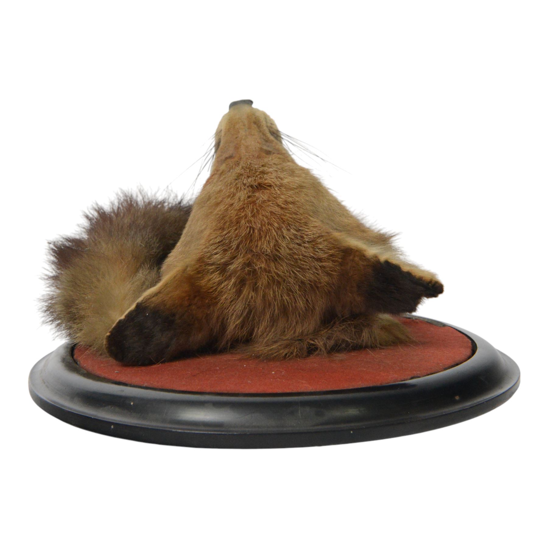 Rowland Ward (British Taxidermist 1848-1912); European Red Fox Mask (Vulpes vulpes), adult fox mask, mouth agape, with brush wrapped around a circular ebonised wall mount, with brass makers plaque 'R.Ward & Co naturalists 155 Piccadilly London - RTV