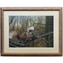 Phillip Allder (British 1950-): 'Red Squirrels', gouache signed 53cm x 75cm 
Provenance: from The Bell Hotel, Driffield