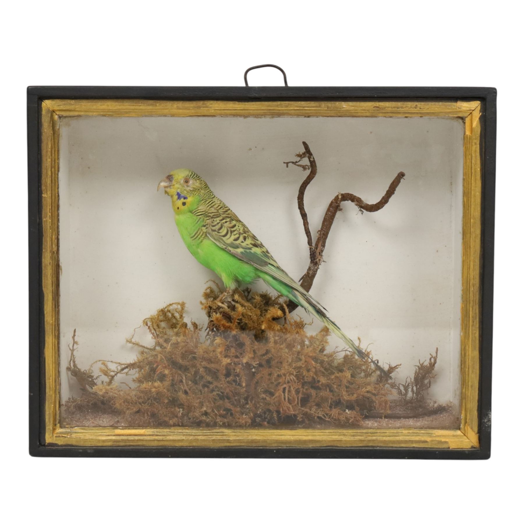 Taxidermy; Budgerigar (Melopsittacus undulatus), full adult mount, on a branch in a naturalistic setting, within an ebonised glazed display case, H20cm