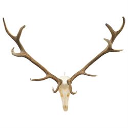 Antlers/Horns - Pair of Red Deer (Cervus elaphus) antlers on skull, H100cm