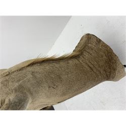 Taxidermy: Greater Kudu (Tragelaphus Strepsiceros), adult male shoulder mount, H170cm