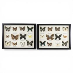 Entomology; two framed butterfly displays including Sasakia charonde, Papilionidea, Hastin...