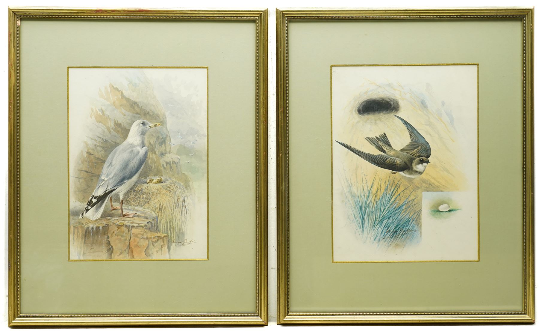 George James Rankin (British 1864-1937): House Martin and Herring Gull, two watercolours signed 33cm x 25cm (2)
