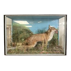 Taxidermy: Cased diorama of a Red Fox (Vulpes vulpes) standing in naturalistic setting upon rocky modelled base detailed with long grasses and heather, set against a sky painted backdrop, enclosed within a three panel ebonised display case, H65.5cm, D30.5cm

