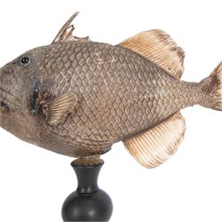 Taxidermy; Preserved Triggerfish (Balistidae), full adult mount, mounted upon an ebonised pedestal, fish L48cm, overall H50cm