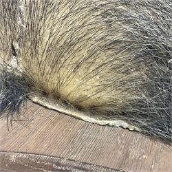 Taxidermy: European Wild Boar (Sus scrofa), adult male shoulder mount looking straight ahead mouth agape, mounted upon a wooden shield, D52cm