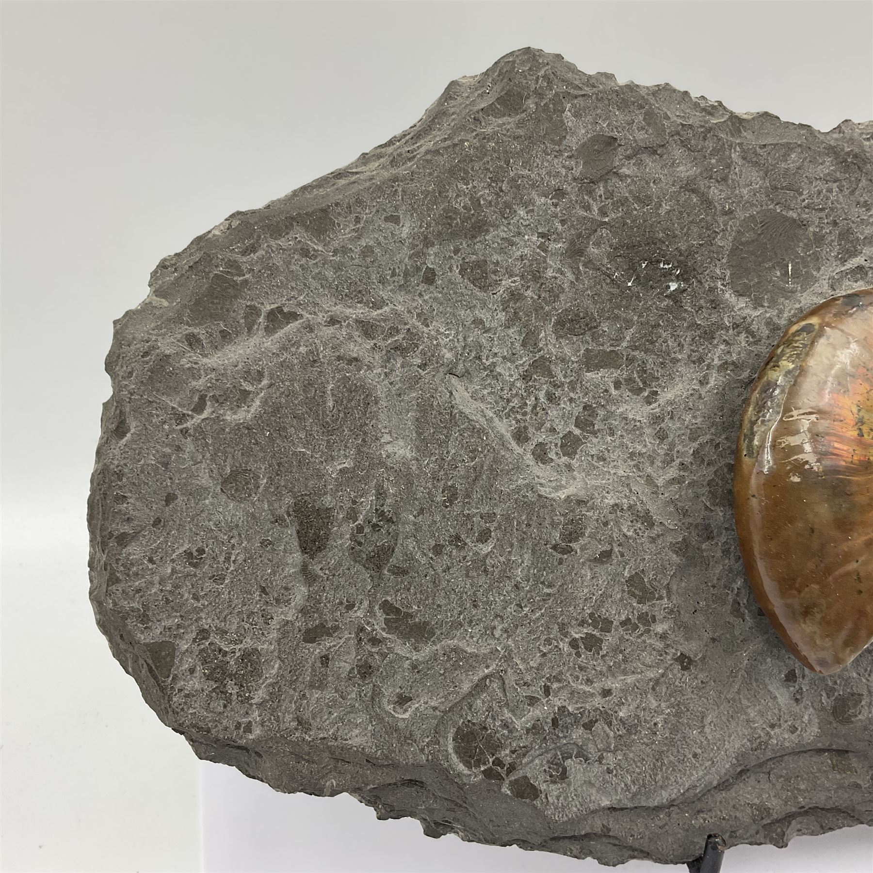 Cleoniceras opalised ammonite upon a slate display matrix, with metal stand, age; Cretaceous period, location; Madagascar, matrix H16cm, L32cm