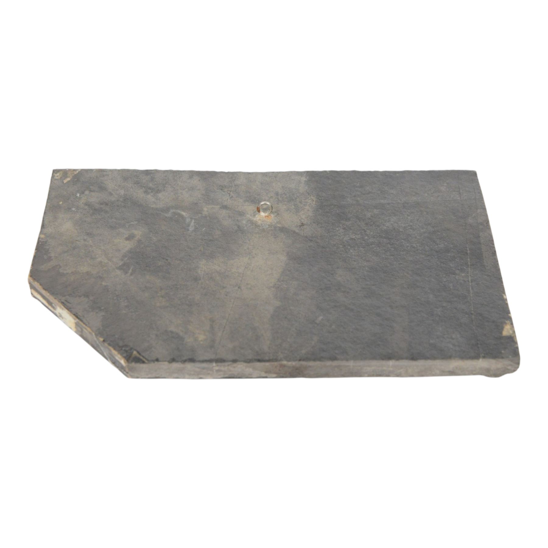 Fossilised reptile Keichosaurus hui, age; Triassic Period, Location Henana Province China, specimen L18cm   