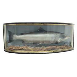 Taxidermy: Large Scottish Salmon (Salmo salar), circa 1885, set above a pebbled river bed with reeds and ferns, against blue painted back drop, enclosed within an ebonised bow-front display case, with paper label verso 'Cased by P.D Malloch, Male salmon 52lbs from the Tay June 1907 first return from the sea, in page 123 Book Life History & Habits of the Salmon Sea Trout & Other Freshwater Fish by P D Malloch 1912, Researched by Fred Buller', L140cm H49cm D33cm
