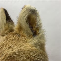 Taxidermy: European Red Fox (Vulpes vulpes), full mount adult on open display with standing alert with ears forward front paw raised, upon a naturalist base, H62cm, L78cm