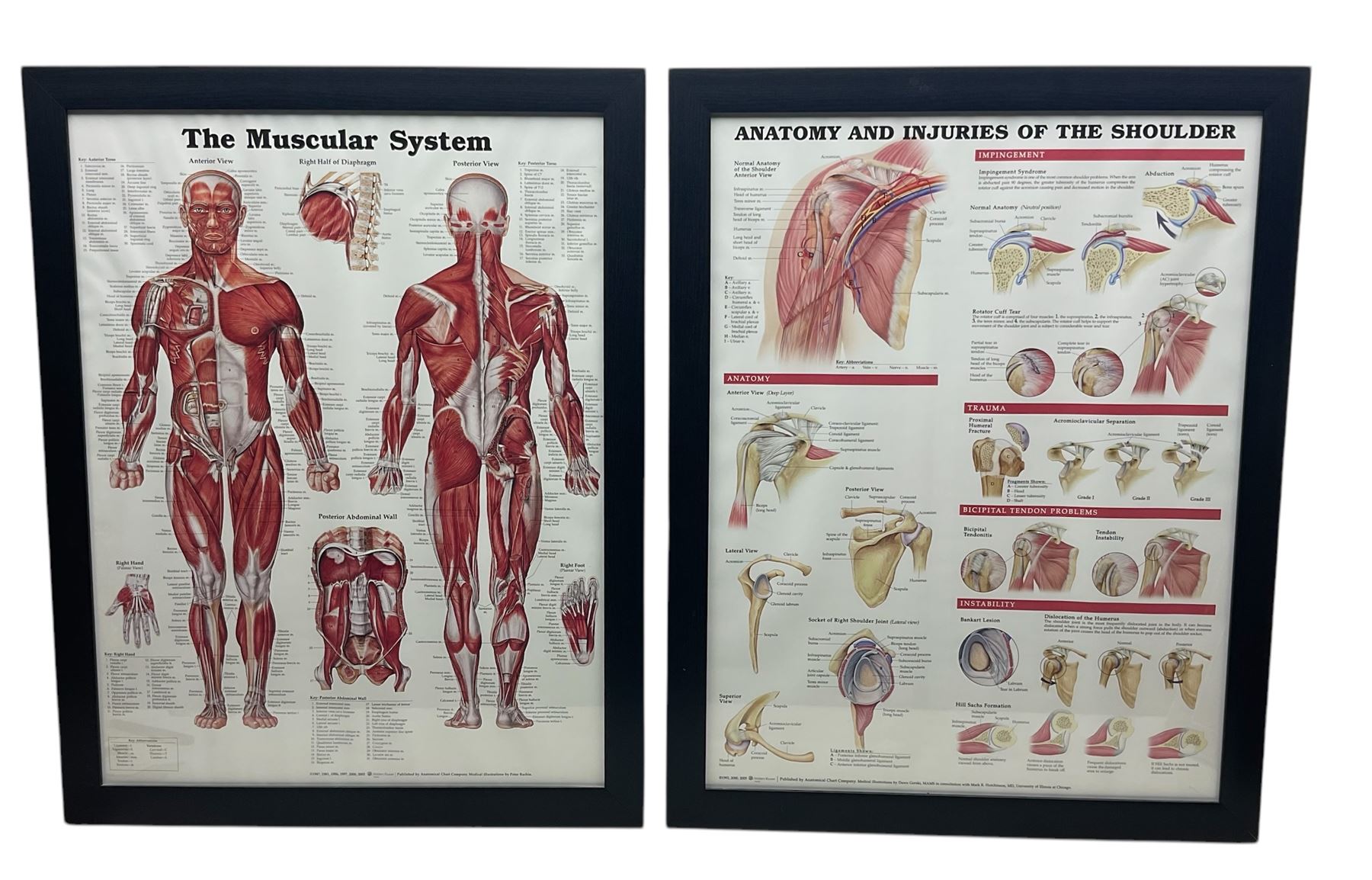 After Peter Bachin - set of six large medical or anatomy prints in matching frames (6)